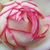 Biało - różowy - Róże miniaturowe - Biedermeier®